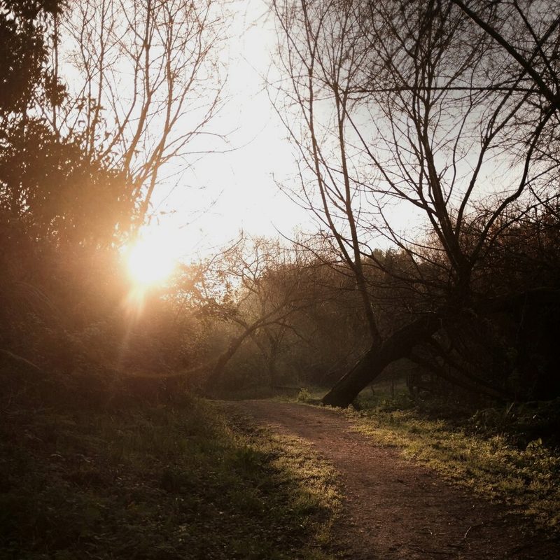 A sunlit path through woodland at golden hour — Coached Walking Sessions audio