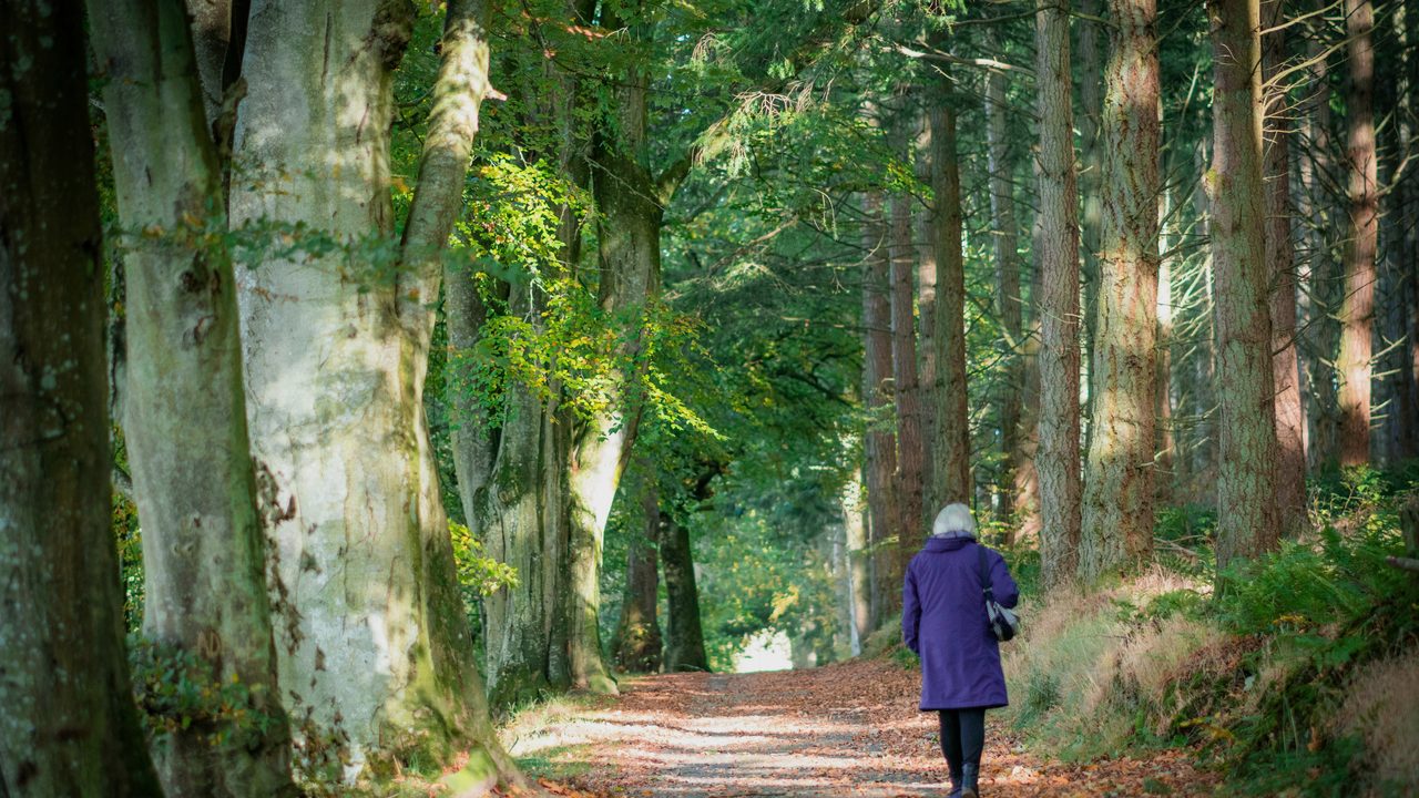 An older woman walking briskly on a tree-lined path.